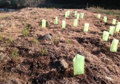 2015 - Rangitane - Planting Days